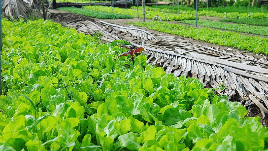 Water Cress